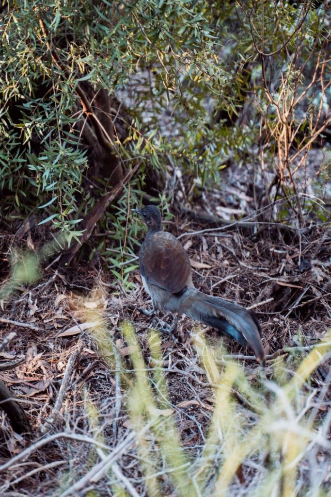 A lyrebird blends into the forest floor near the Leura Cascades trail, surrounded by dense vegetation. Spring is the best season to spot wildlife like this in the Blue Mountains.