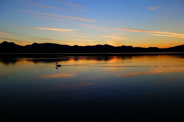 A lone pelican floats on Lake Moogerah during a peaceful sunset in Queensland, Australia, with mountains silhouetted in the background.