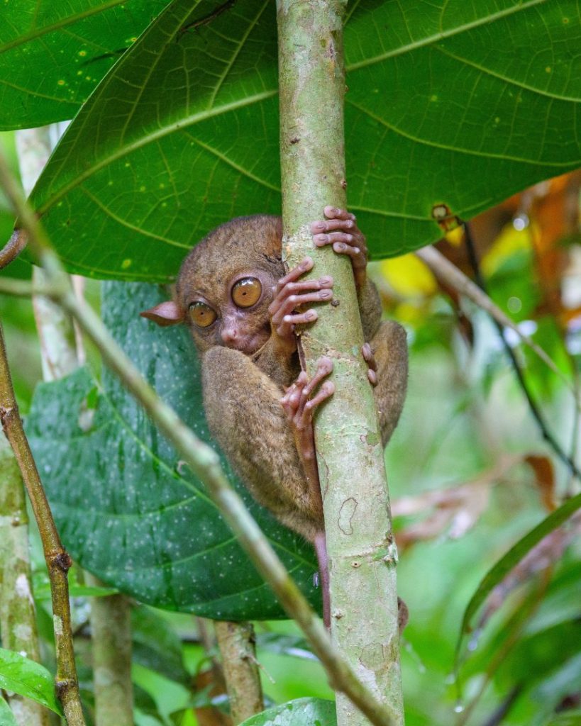 A Philippine tarsier clings to a tree branch in the Tarsier Sanctuary, Bohol, with its large round eyes peering through the rainforest leaves. A unique place to check out in the Philippines, home to one of the world’s smallest primates.