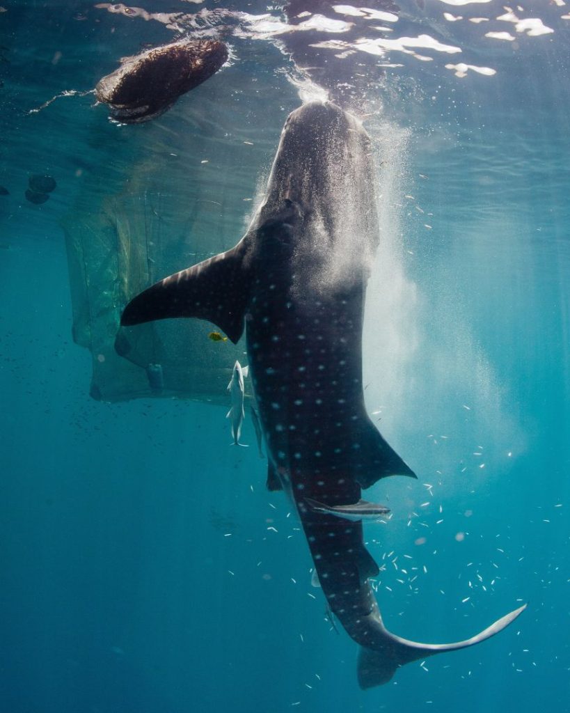 A massive whale shark swims close to the surface in clear blue water—swimming with whale sharks is a bucket list thing to do in Cebu.
