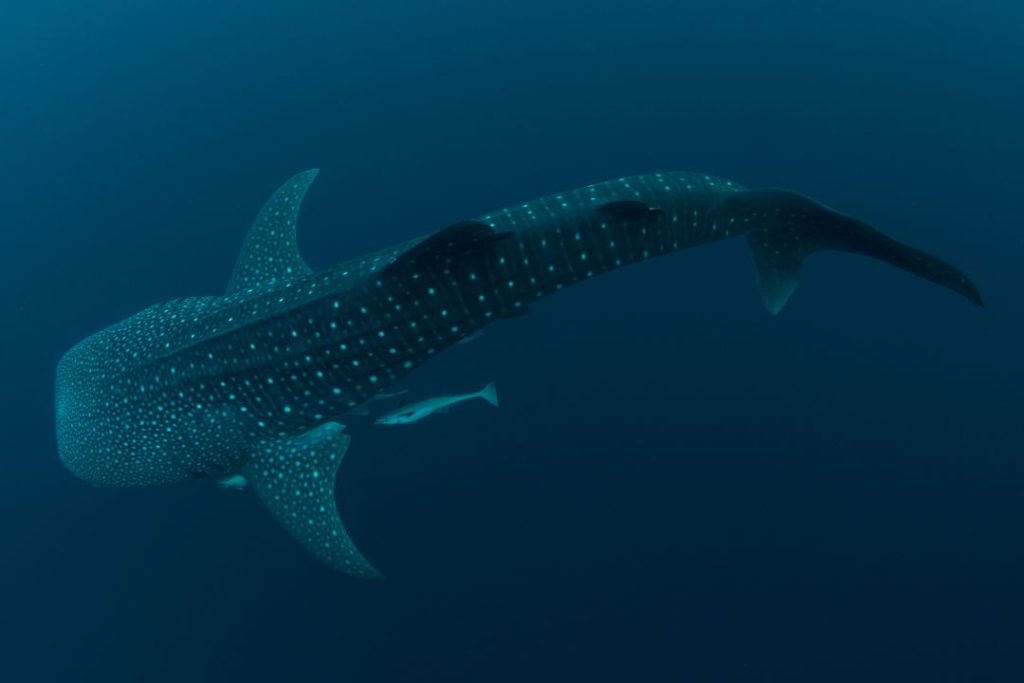 A whale shark glides gracefully through deep ocean water, trailed by remoras—an unforgettable thing to do in Cebu for divers and ocean enthusiasts.