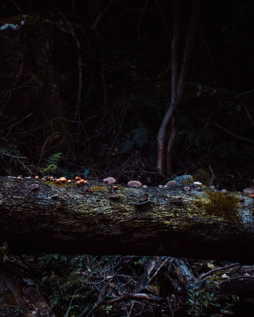A fallen mossy log in Oberon forest dotted with colourful wild mushrooms—mushroom foraging is one of the more unique things to do in the Blue Mountains area.