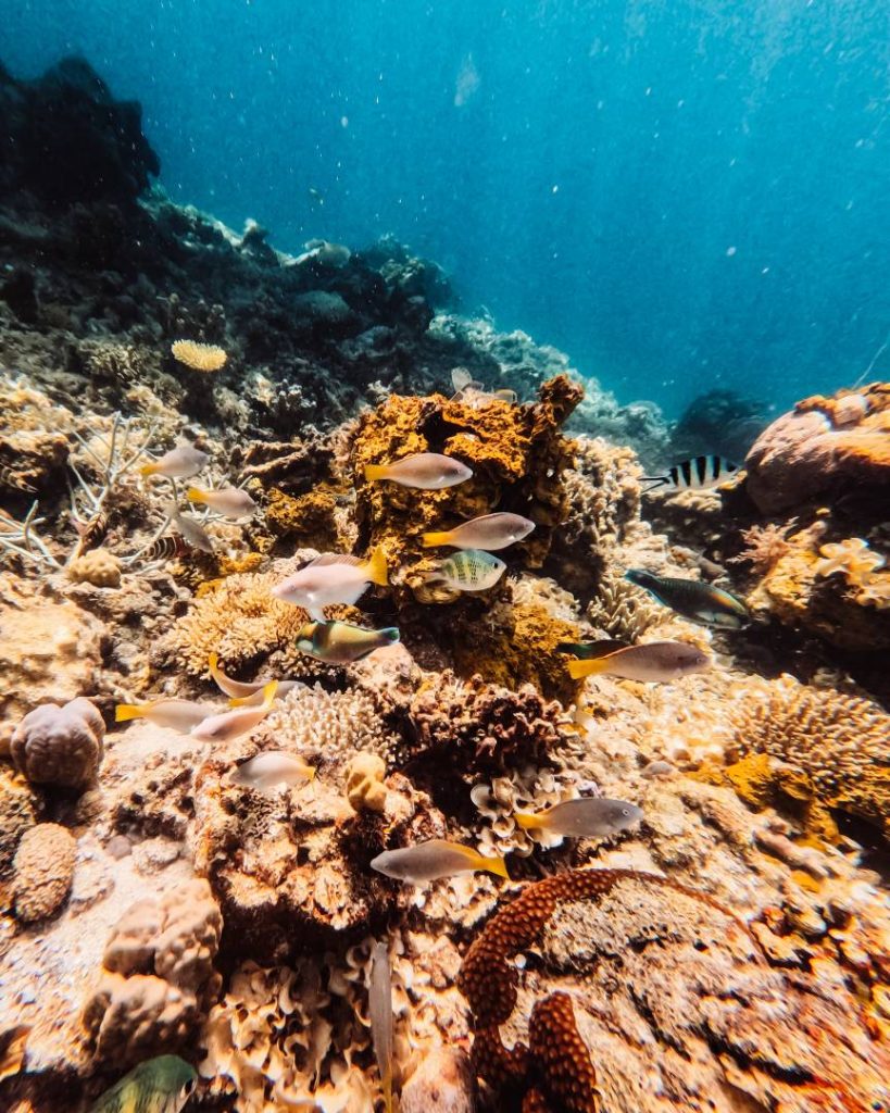 A vibrant coral reef with colorful fish swimming among the corals, illustrating the low cost of traveling the Philippines for incredible underwater adventures.