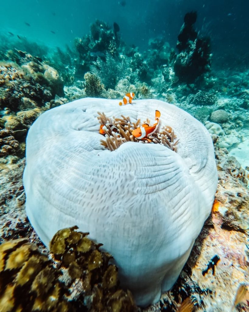 A cluster of clownfish nestles into a sea anemone on a colourful reef, showcasing El Nido Tour C's underwater sights—among the best tours in El Nido for snorkelling.
