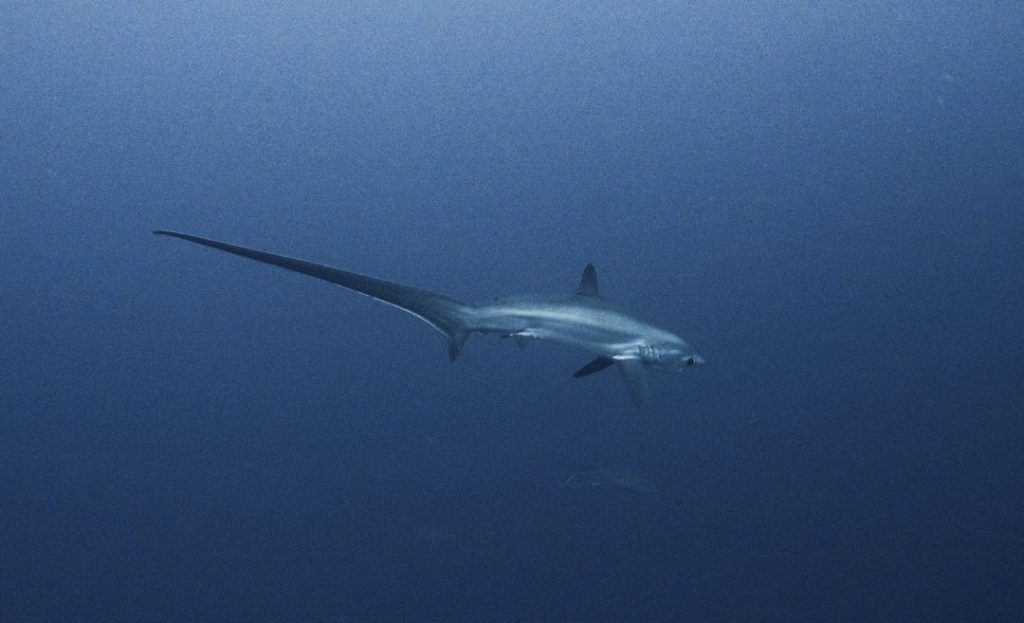 A rare thresher shark swims through the deep blue ocean off the coast of Malapascua—diving with these sharks is a unique thing to do in Cebu.