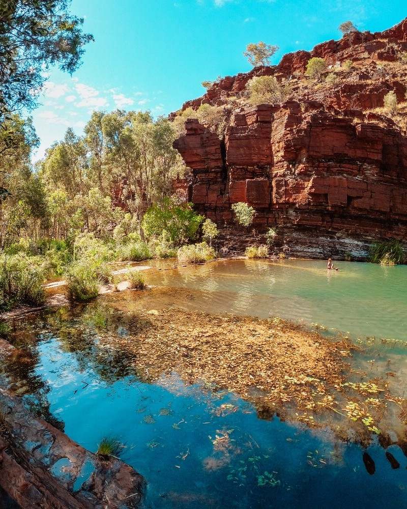 A swimmer enjoys a secluded pool in Dales Gorge, surrounded by red cliffs and greenery in Karijini National Park, one of the best gorges in Western Australia. The clear water reflects the blue sky and nearby trees.