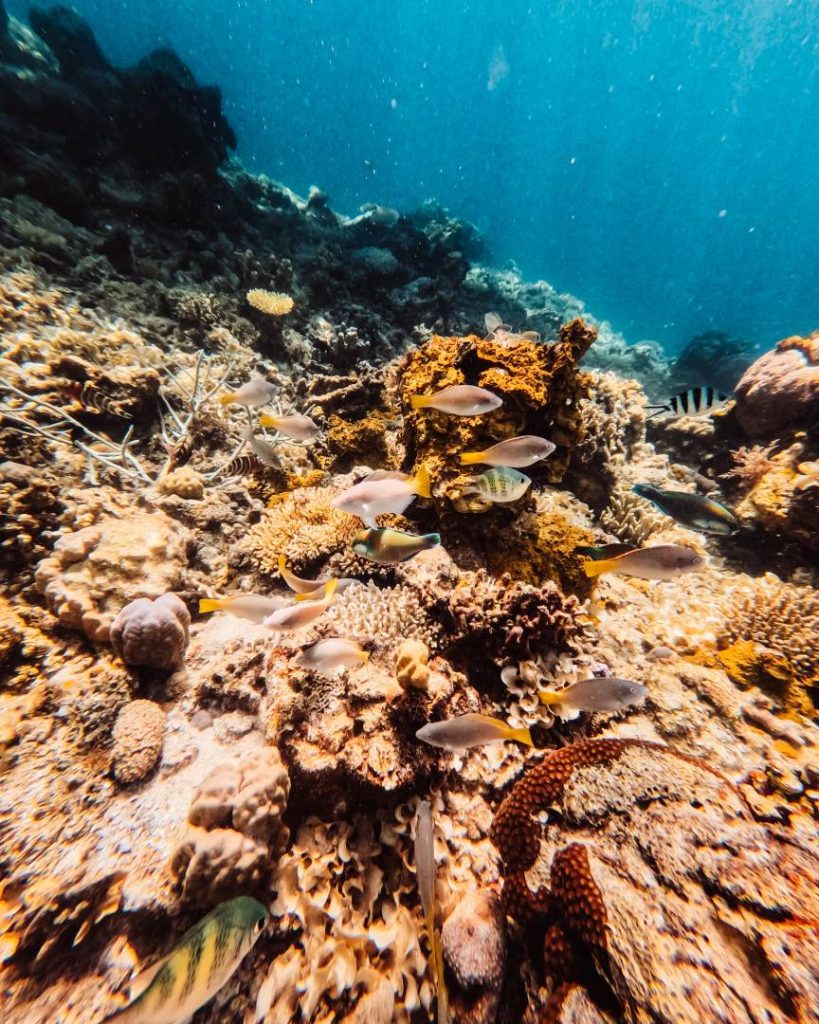 A vibrant coral reef teeming with colourful tropical fish underwater—snorkelling among coral gardens is one of the top things to do in Cebu for marine lovers.