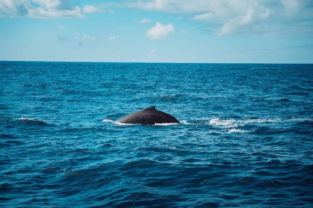 A large whale surfaces in the deep blue ocean off the Gold Coast under a partly cloudy sky, creating ripples in the water.