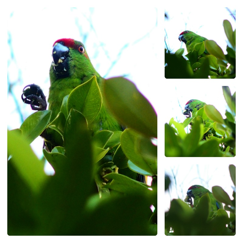 A collage of four images shows a vibrant green parrot with a red forehead perched among leafy green branches, peeking through the foliage on Norfolk Island.