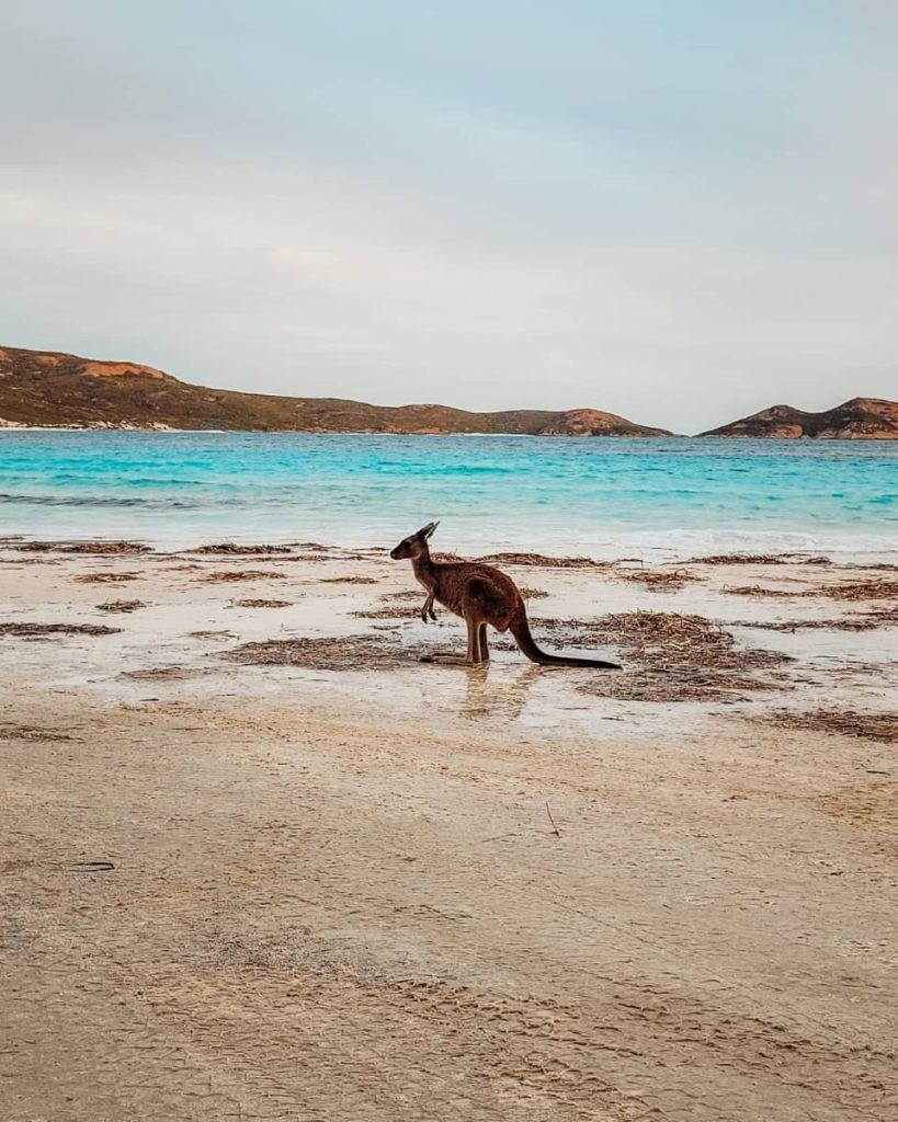 A kangaroo stands on the sandy shoreline of Lucky Bay near Esperance, with clear turquoise water and distant headlands, showcasing the unique wildlife encounters on road trips in Australia.