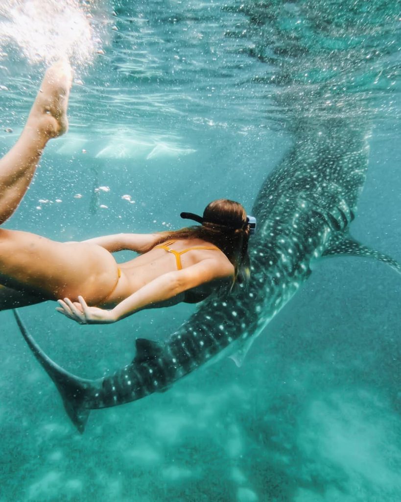 A snorkeller swims beside a massive whale shark in the clear waters off Exmouth, Western Australia—a bucket-list moment on unforgettable road trips in Australia.
