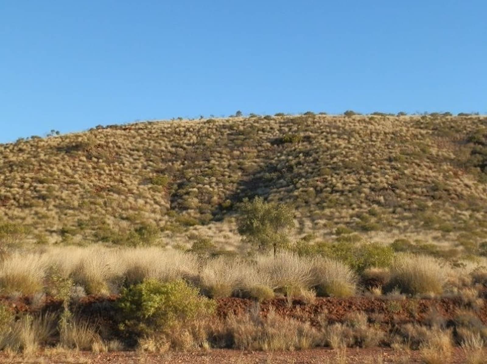 Grassy, rolling hills dotted with dry shrubs and spinifex under a clear blue sky, along a remote section of the Larapinta Trail between Ormiston Gorge and Glen Helen Gorge in Central Australia.