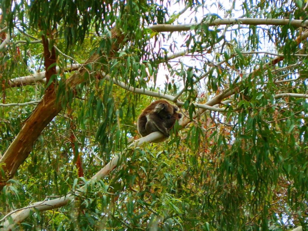A koala curled up on a eucalyptus tree branch, surrounded by dense green leaves. The koala appears to be resting high in the canopy, blending into the natural Australian bush setting.