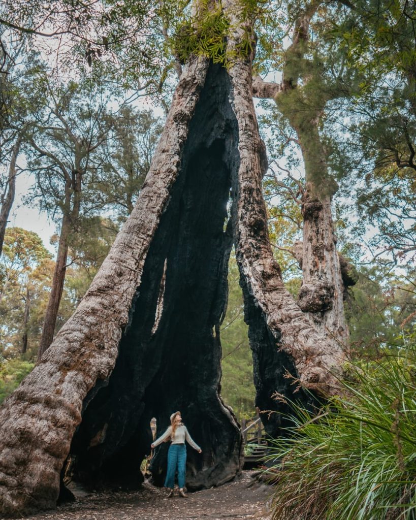 Woman standing inside the hollow trunk of a massive red tingle tree in Walpole, one of the iconic nature stops on a Perth to Albany road trip.