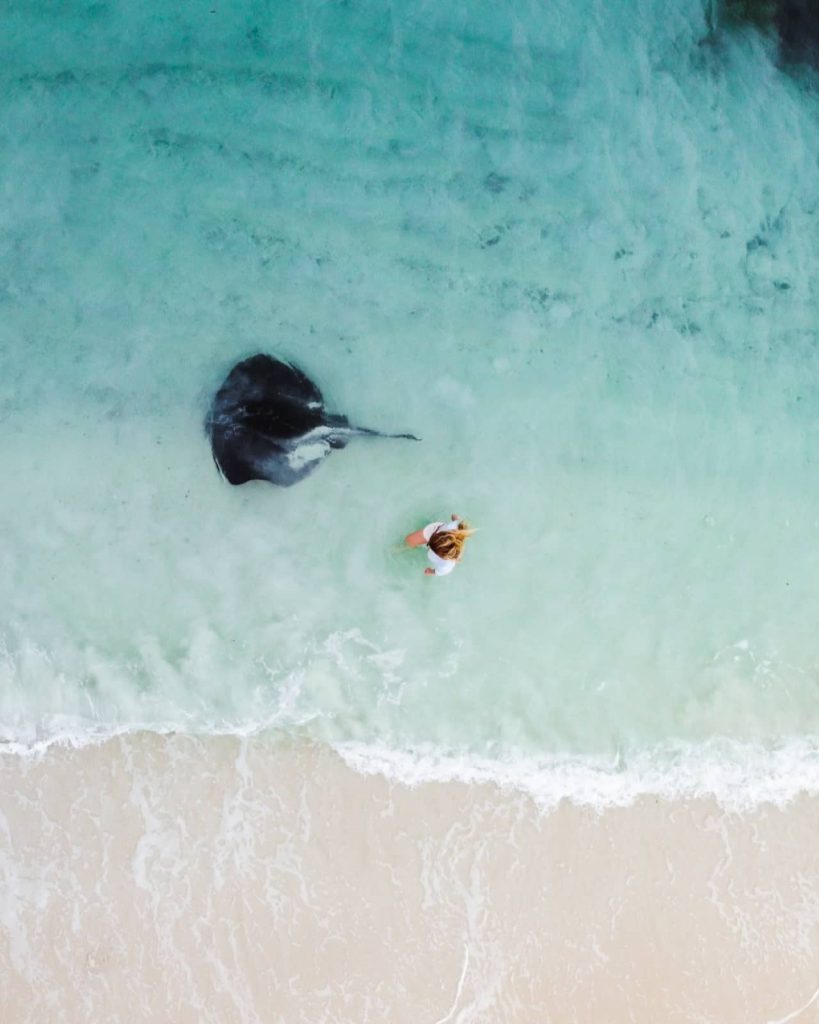 Aerial view of a person standing in shallow water near a large stingray at Hamelin Bay, a magical wildlife moment during a Perth to Albany road trip.