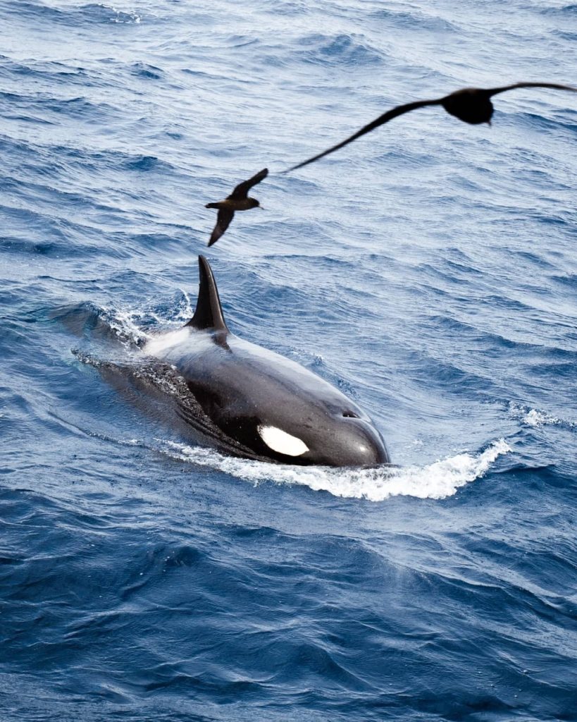 Orca whale surfacing in deep blue waters near Bremer Bay, a bucket-list wildlife moment on a Perth to Albany road trip.