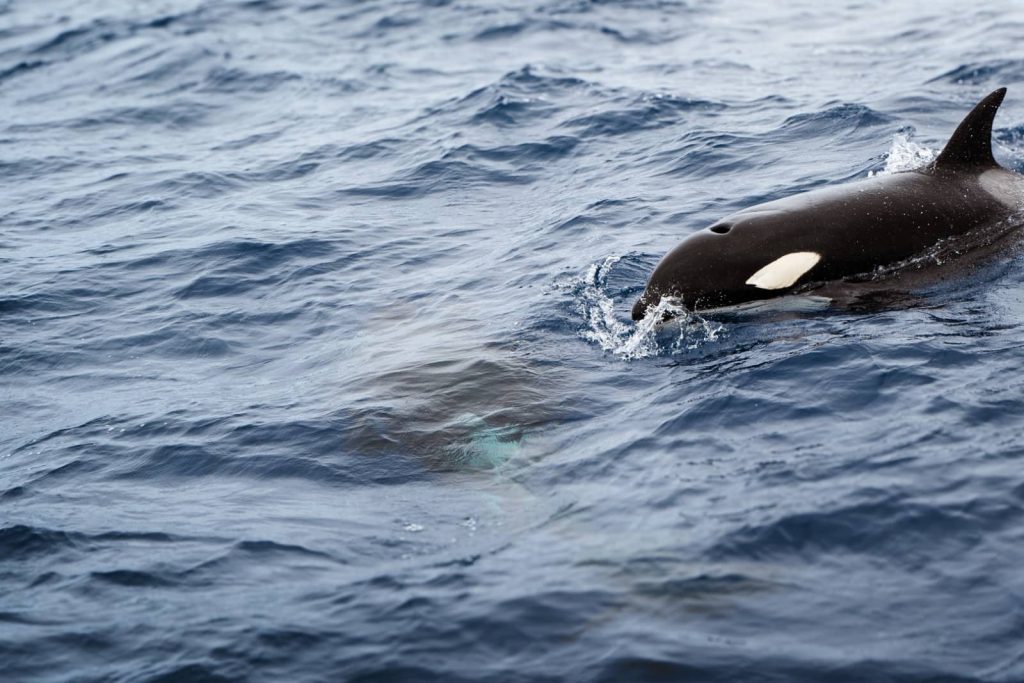 A close-up of an orca whale surfacing in the waters off Bremer Bay, with another orca faintly visible beneath the waves—an unforgettable sight on a Perth to Bremer Bay road trip.