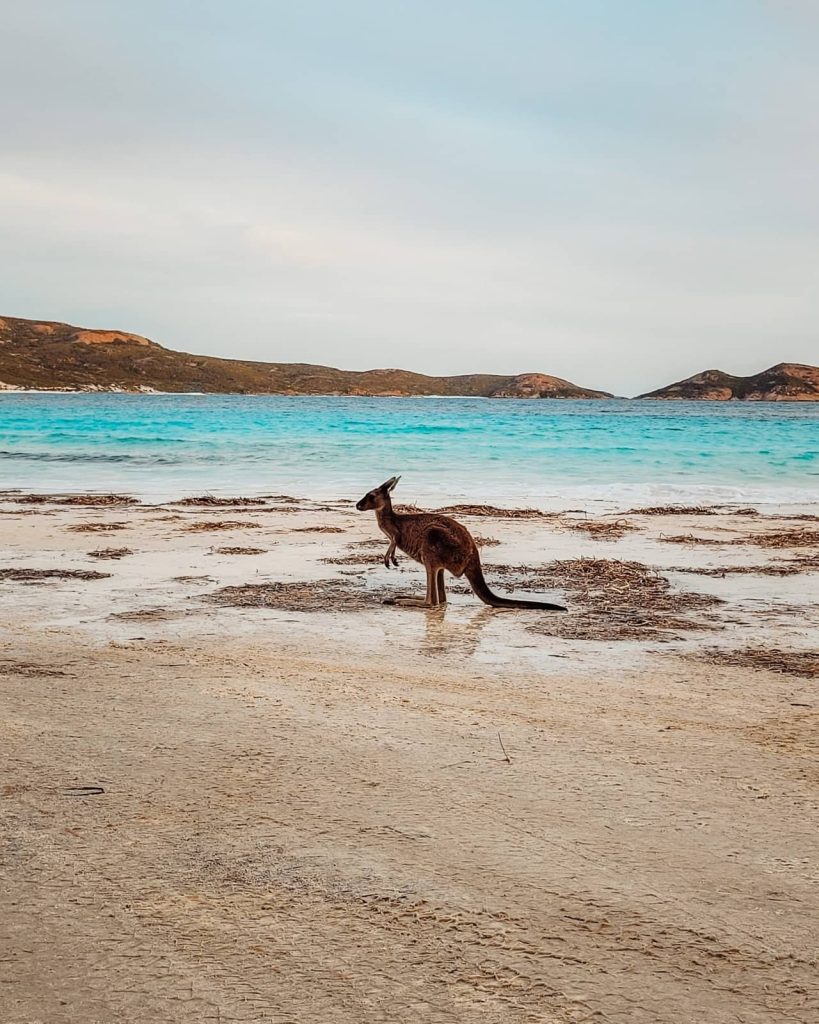 Kangaroo on the white sands of Lucky Bay in Esperance, a classic coastal stop for wildlife lovers on a Perth to Albany road trip.