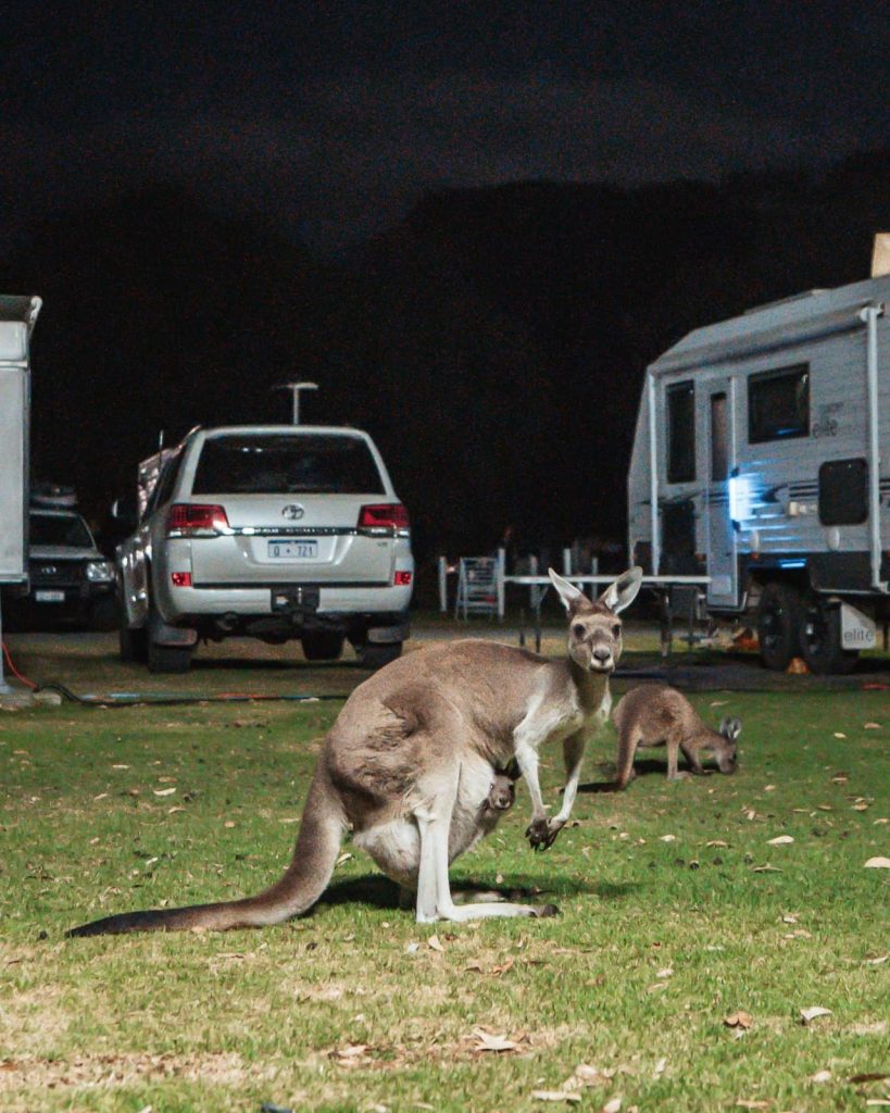 Kangaroo with joey at a grassy caravan park in Denmark, a classic campsite moment on a Perth to Albany road trip.