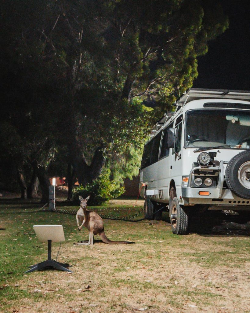 A kangaroo stands in a caravan park next to a campervan and Starlink satellite dish in Denmark, spotted during a Perth to Bremer Bay road trip.