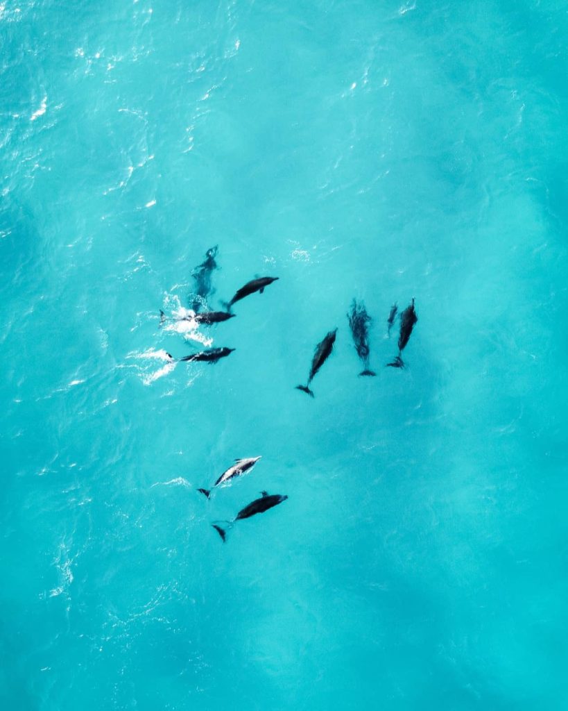 A pod of dolphins swimming in the crystal-clear blue waters near Bremer Bay, an iconic marine sighting on a Perth to Bremer Bay road trip.