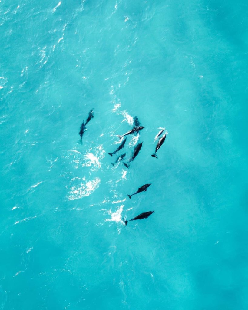 A pod of dolphins swims through brilliant turquoise water off the coast of Western Australia, seen during a Perth to Margaret River road trip. The animals glide just beneath the surface in clear view.