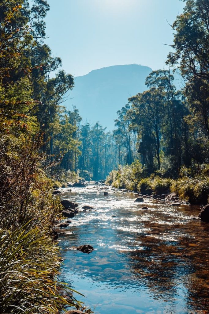 Sunlit creek flowing through Blue Gum Valley, surrounded by tall eucalyptus trees and backed by a hazy cliff in the Blue Mountains, NSW.