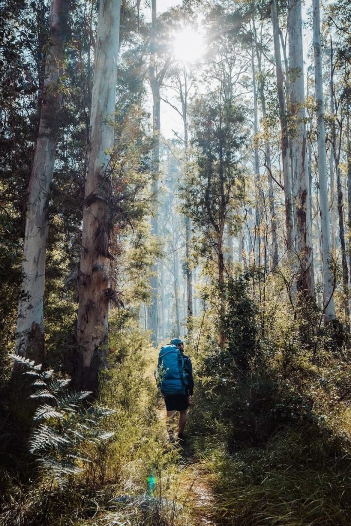 Hiker with a large backpack walking through a sunlit forest track in Blue Gum Valley, surrounded by tall eucalypts in the Blue Mountains, NSW.