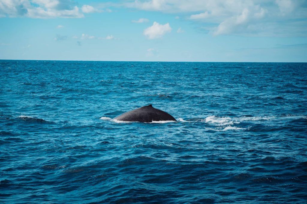 A humpback whale surfaces in the open ocean off the Gold Coast, Australia, during a whale-watching cruise. Its dark, curved back breaks through the deep blue water, leaving a trail of ripples as it moves. The bright sky and scattered clouds add to the serene yet powerful presence of the whale in its natural habitat.