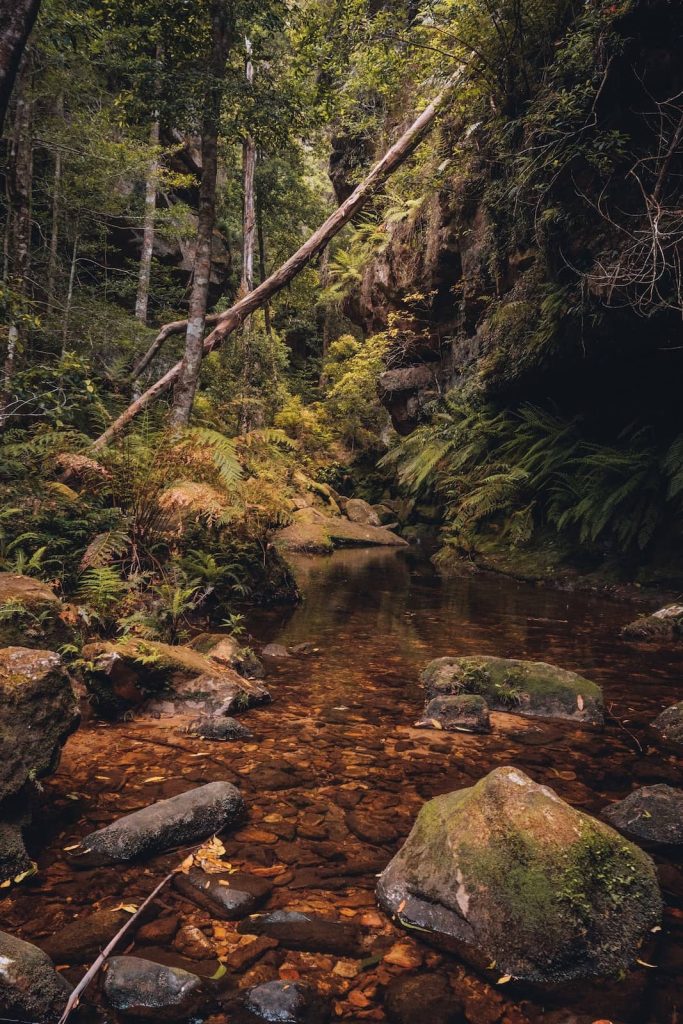 Mossy rocks and ferns line a tranquil stream in the Grand Canyon, Blue Mountains, surrounded by dense forest and sandstone cliffs.