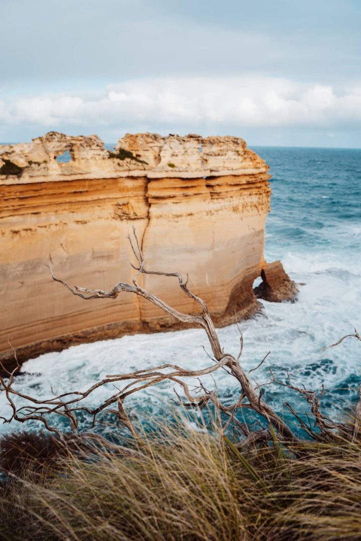 A tree branch frames The Razorback rock formation jutting out into the ocean, part of the rugged scenery found on a great ocean road itinerary.