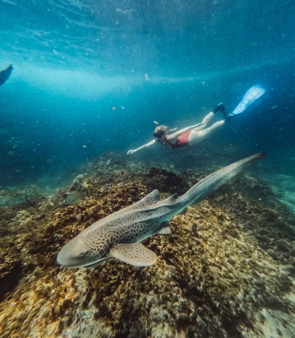 Swimming with leopard sharks in Byron Bay, New South Wales