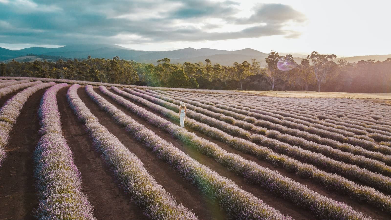Woman in white dress walking through rows of blooming lavender at Bridestowe Lavender Estate in golden afternoon light, a must-visit stop on any Tasmania Road Trip 10 Days.