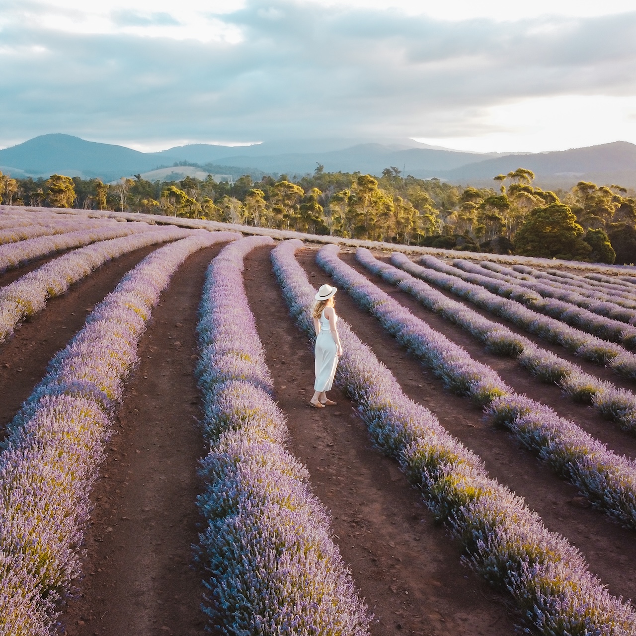 Bridestowe Lavender Estate, Tasmania