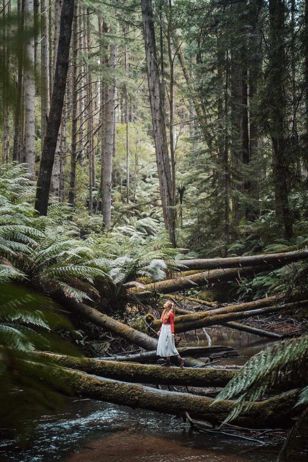 Chris and Bec, Otway redwoods